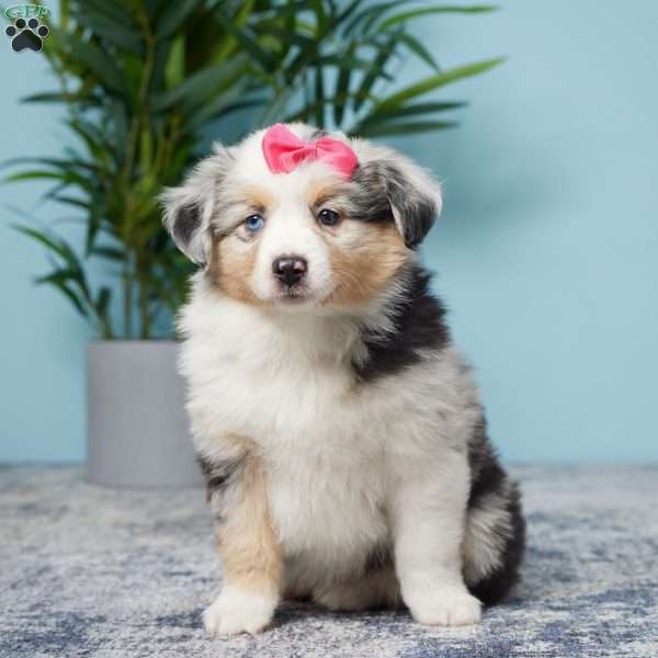 Lucy, Miniature Australian Shepherd Puppy